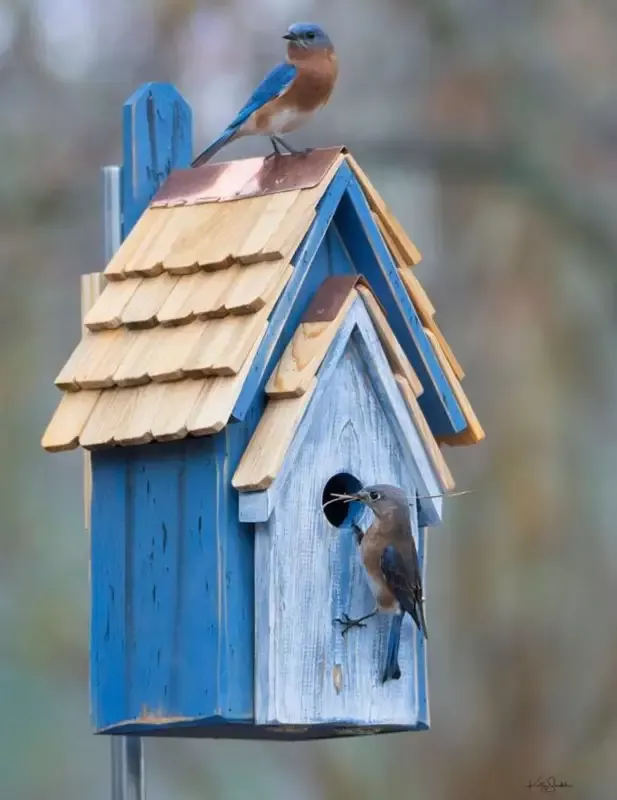 Rustic Bluebird Manor 3 Colors
