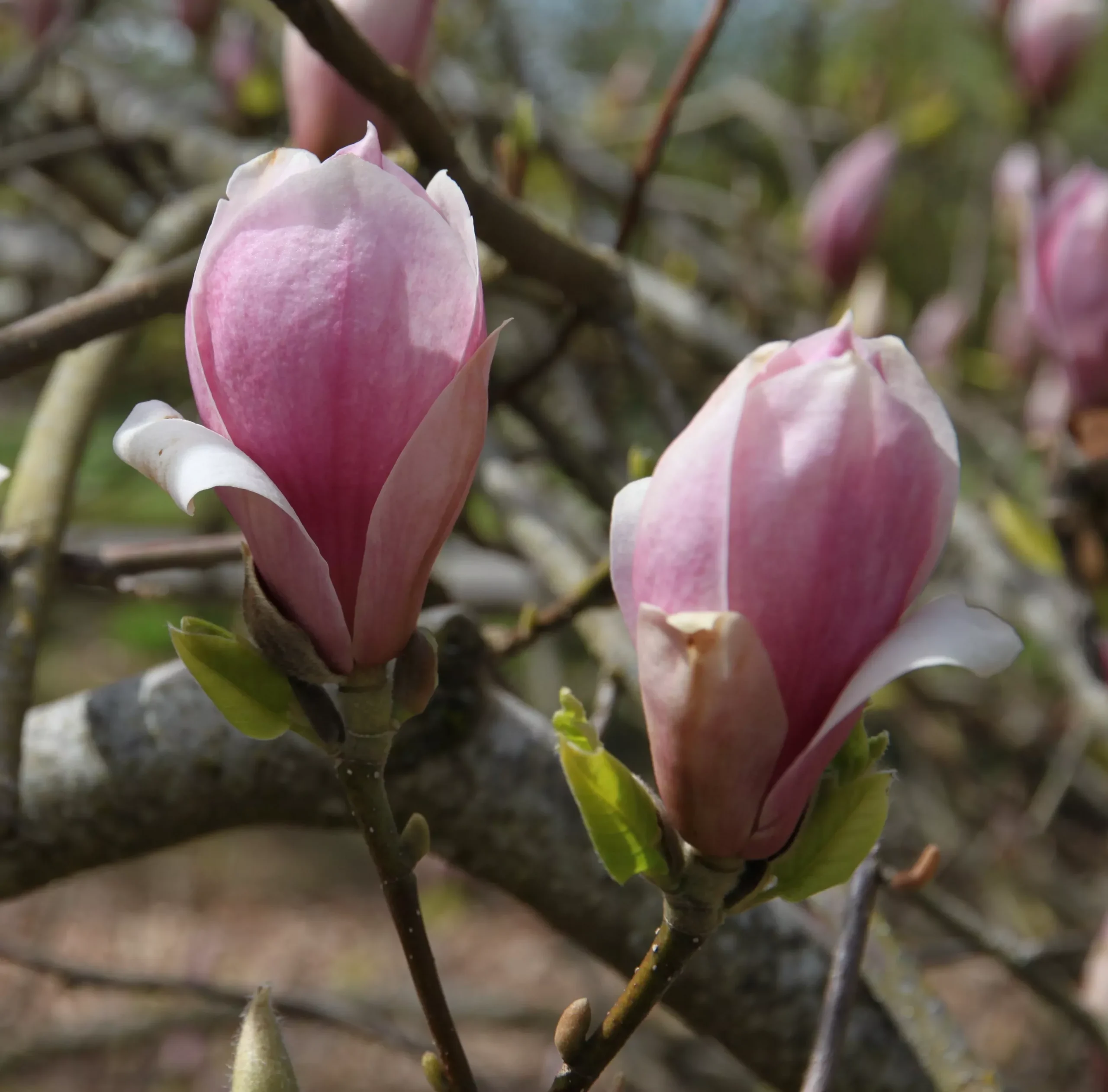 Rustica Rubra Magnolia
