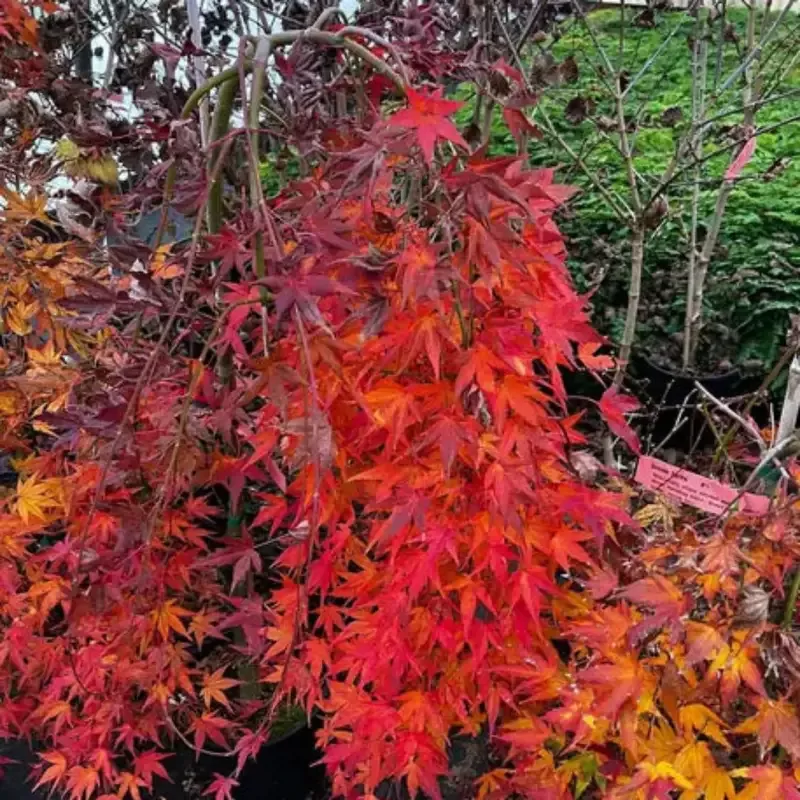 Ryusen Japanese Maple