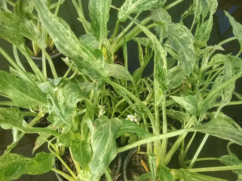 Sagittaria “Crushed Ice” (Variegated Arrowhead)