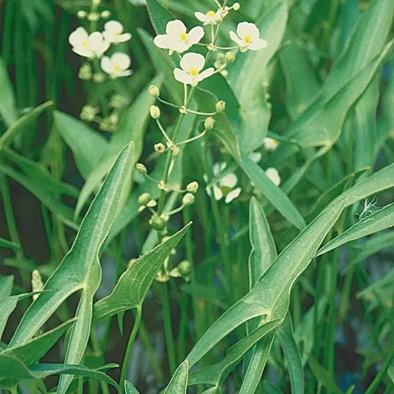 Sagittaria latifolia “Arrowhead”