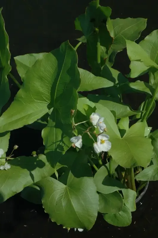 Sagittaria latifolia (Bloom’n baby Arrowhead)