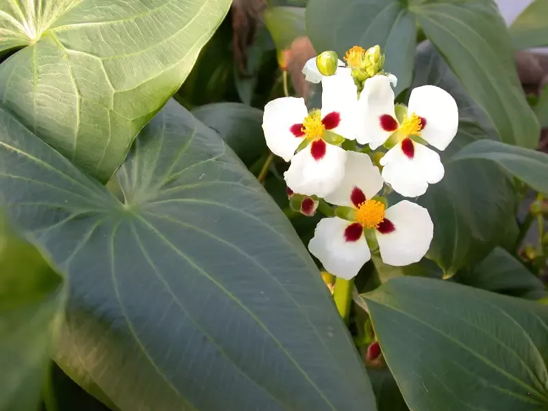 Sagittaria montevidensis “Aztec Arrowhead”
