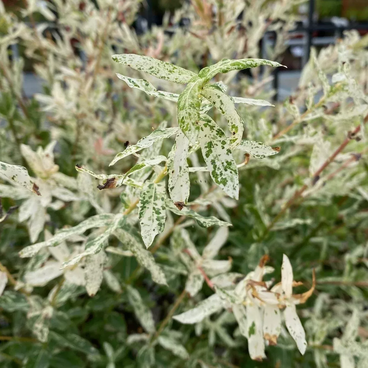 Salix int Hakuro Nishiki #3