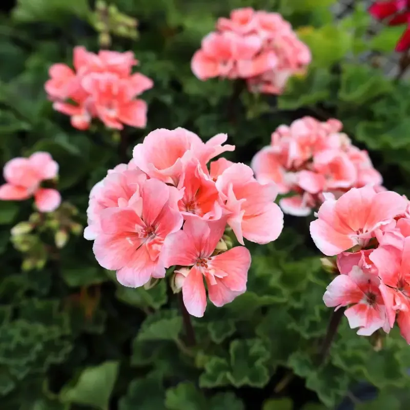 Salmon Geraniums