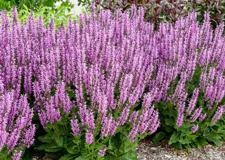 Salvia ‘Back to the Fuchsia’ Sage