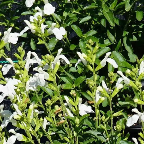 Salvia GreggiMirage