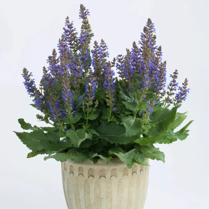 Salvia nemorosa Sallyrosa ‘April Night’ – [EG]