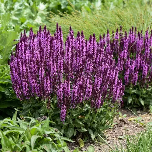 Salvia ‘Pink Profusion’ Sage