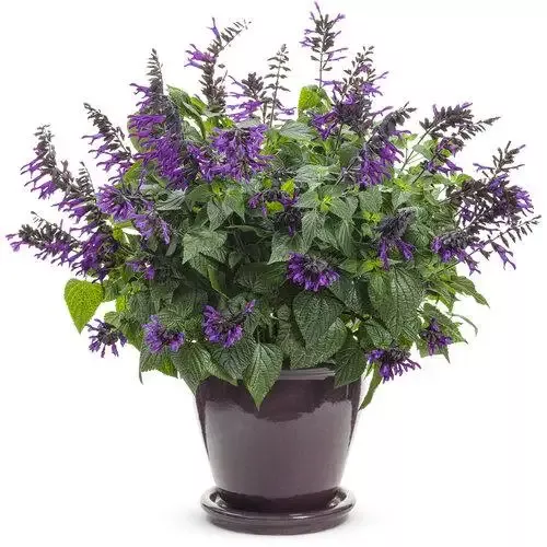 Salvia Rockin Deep Purple