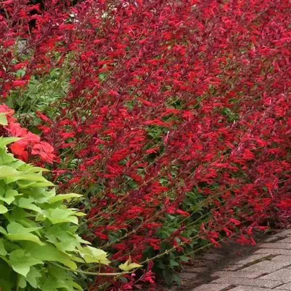 Salvia Roman Red