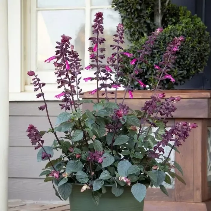 Salvia Skyscraper Dark Purple