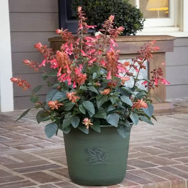 Salvia Skyscraper Orange