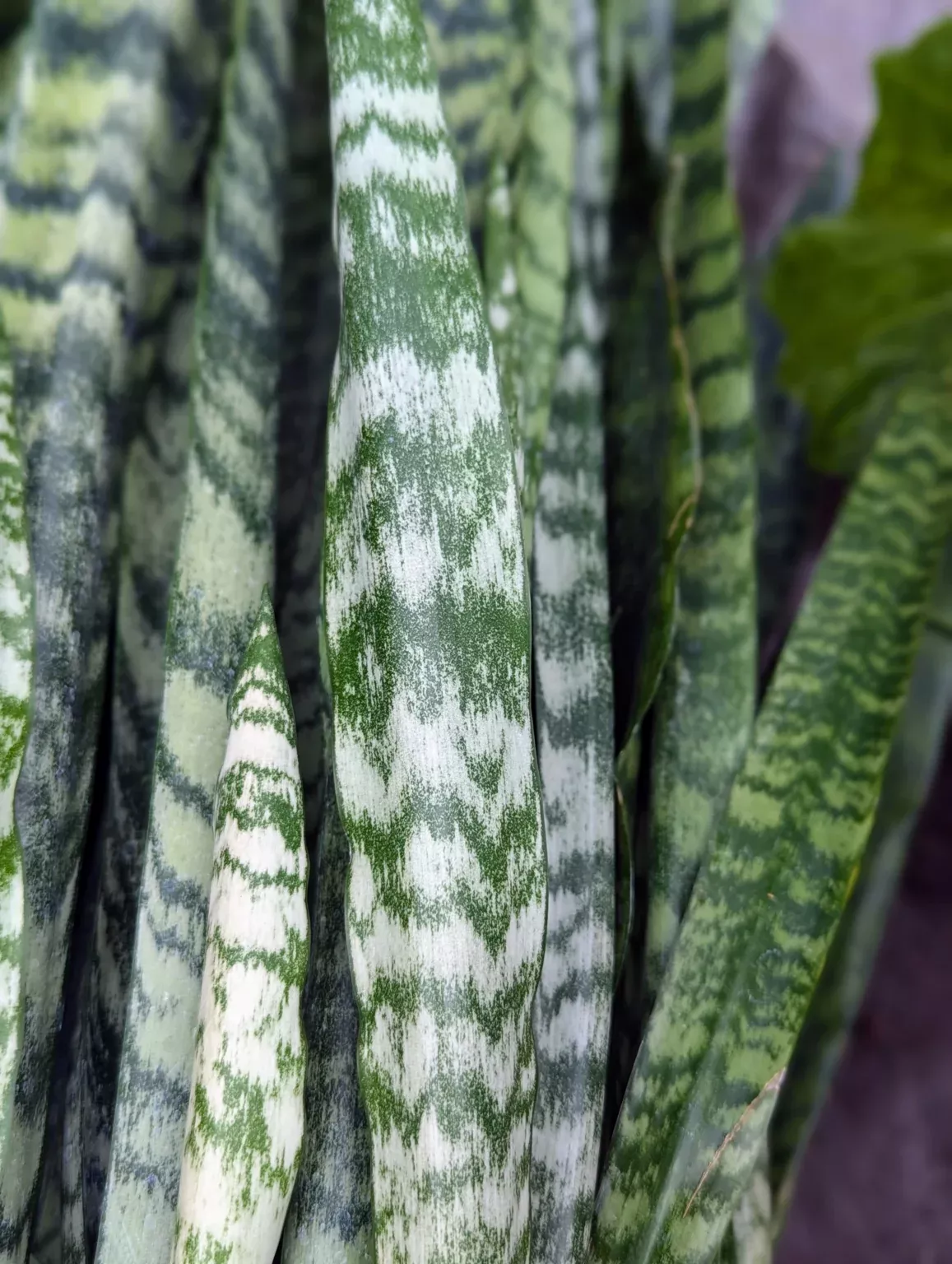 Sanseveria, Peppermint