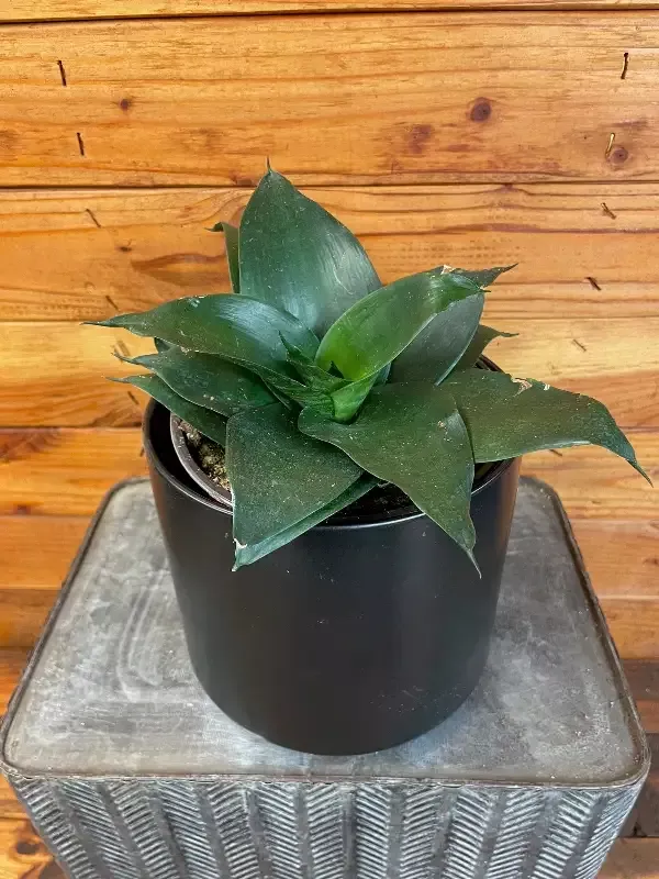 Sansevieria Black Jade Hahnii, 6″ Plant