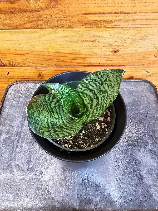 Sansevieria Green Hahnii, 4″ Plant