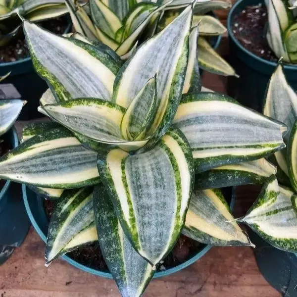 Sansevieria Hahnii Snake Plant