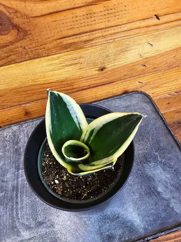 Sansevieria Jade Pagoda Hahnii, 4″ Plant