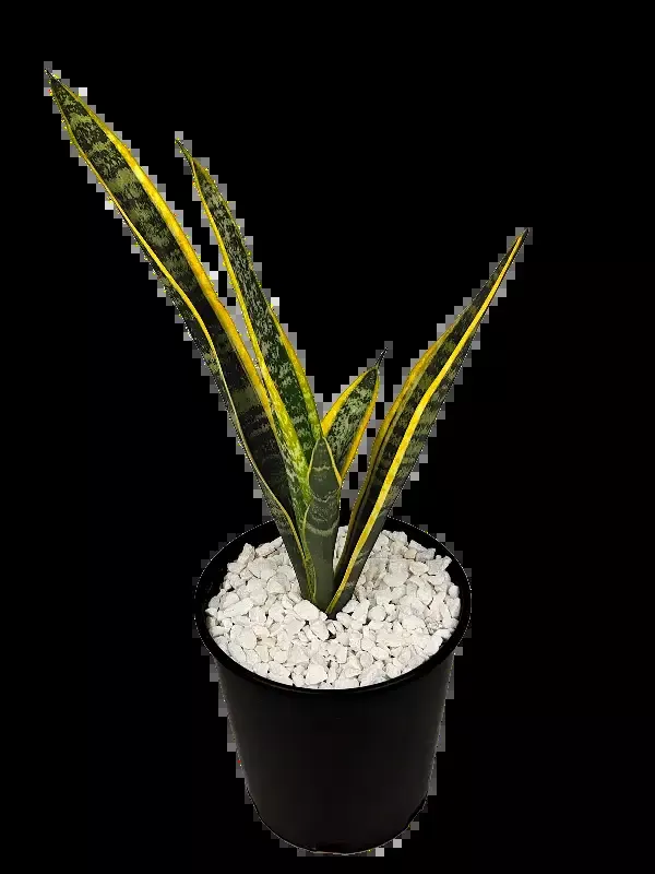 Sansevieria trifasciata – Snake Plant