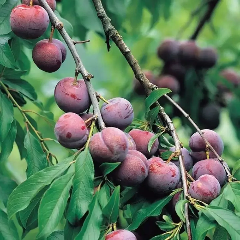 Santa Rosa Plum Trees