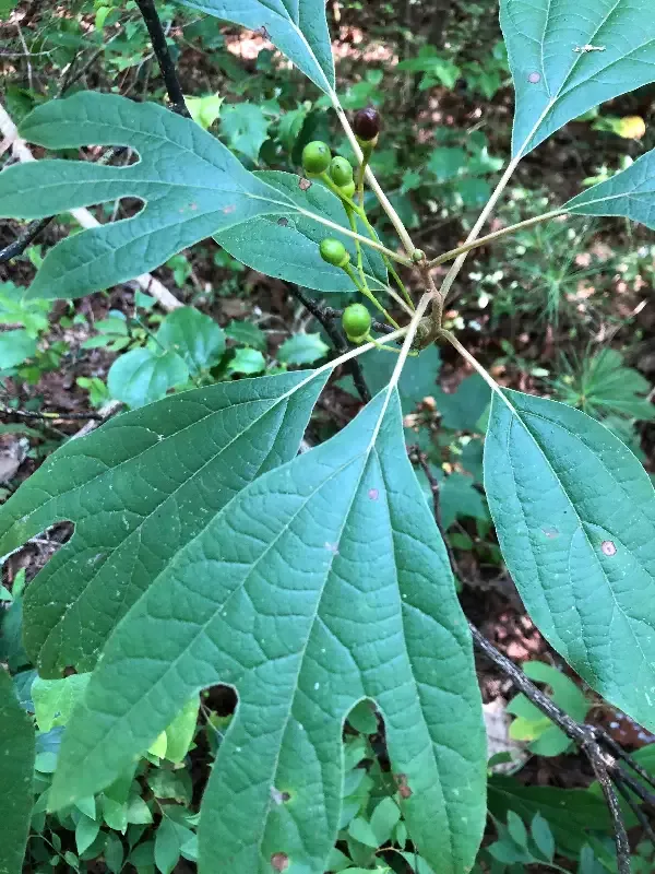 Sassafras, Sassafras albidum