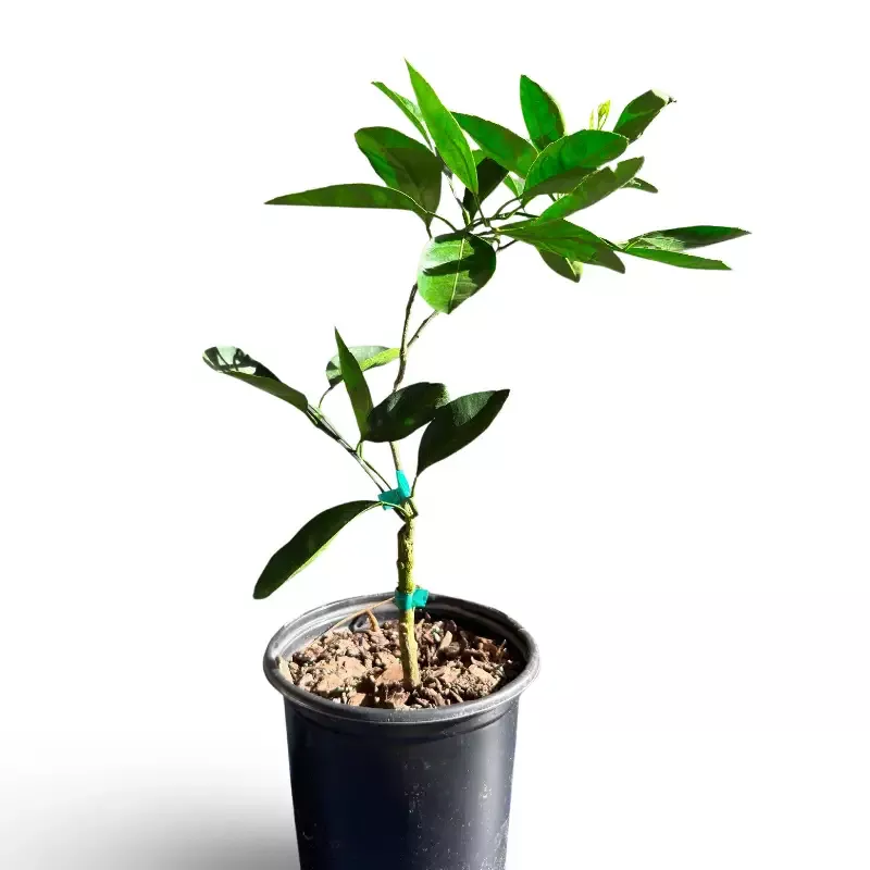 Satsuma Mandarin (Grafted)