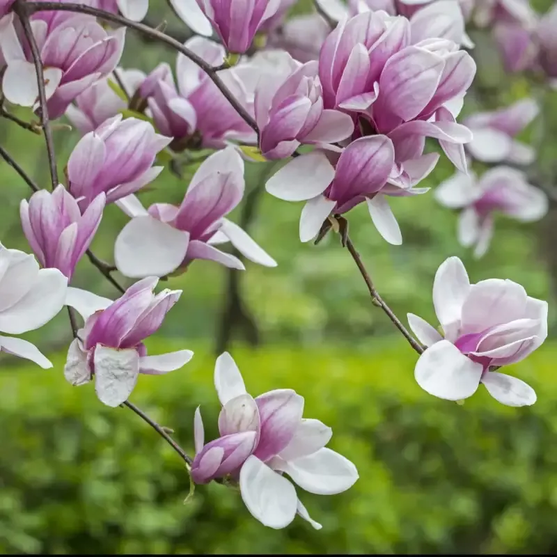 Saucer Magnolia Trees, Fragrant