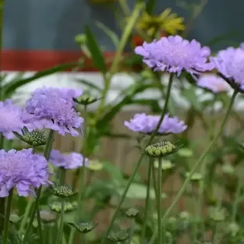 Scabiosia ‘Flutter Deep Blue’ Pincushion Flower