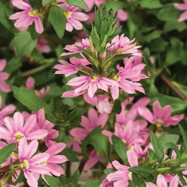Scaevola Whirlwind Pink Plants