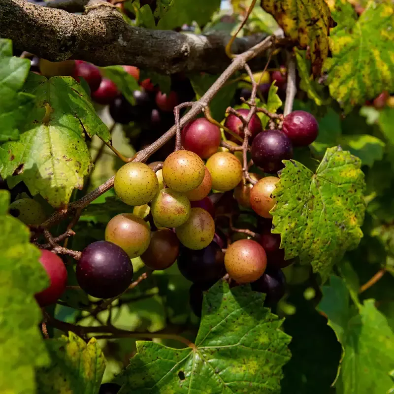 Scarlett Muscadine Grape Vine Shrub