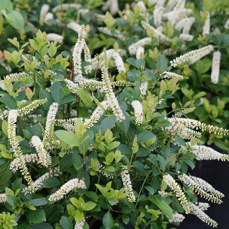Scentlandia™ Sweetspire (Itea)