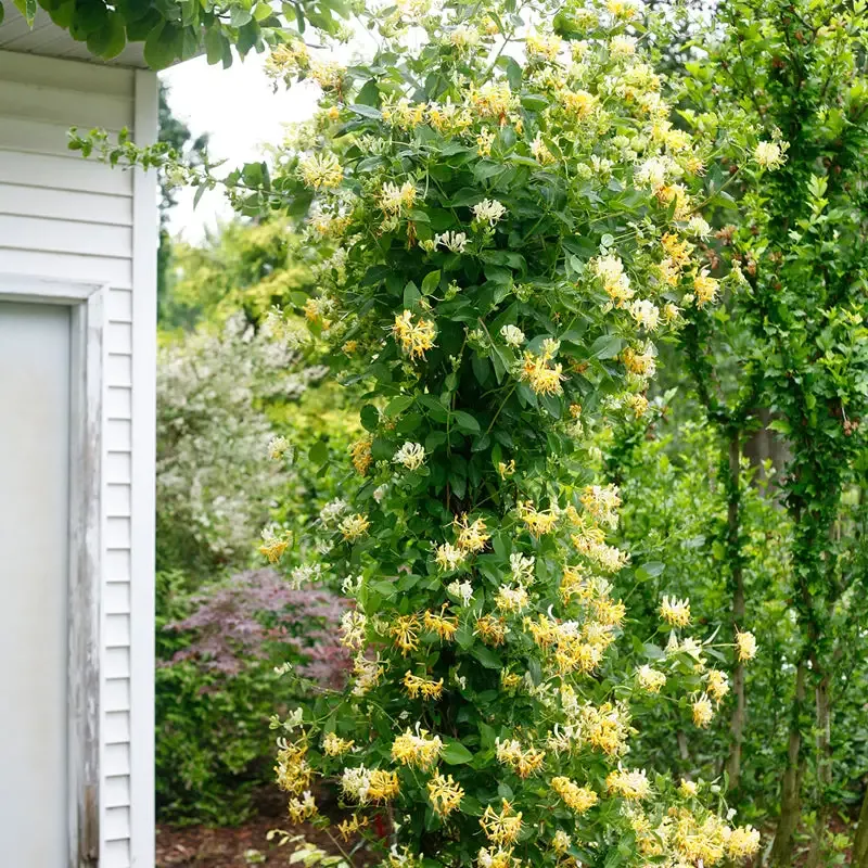‘Scentsation’ Honeysuckle Vine (Lonicera)