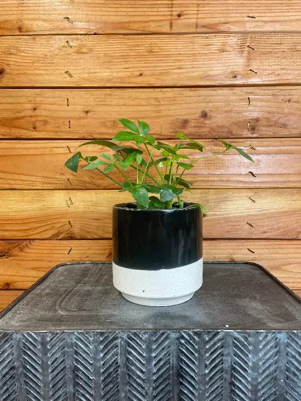 Schefflera Arboricola, 4″ Plant