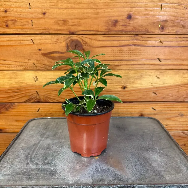 Schefflera Moondrop, 4″ Plant