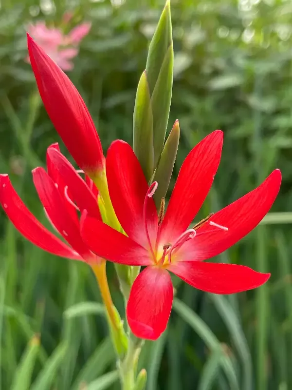 Schizostylus Coccinea “Oregon Sunset”