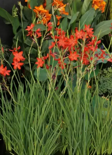 Schizostylus Coccinea “Zeal Salmon”