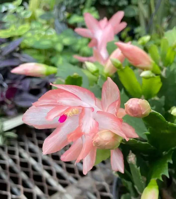Schlumbergera Holiday Cactus Lady Grace, 2″ Plant