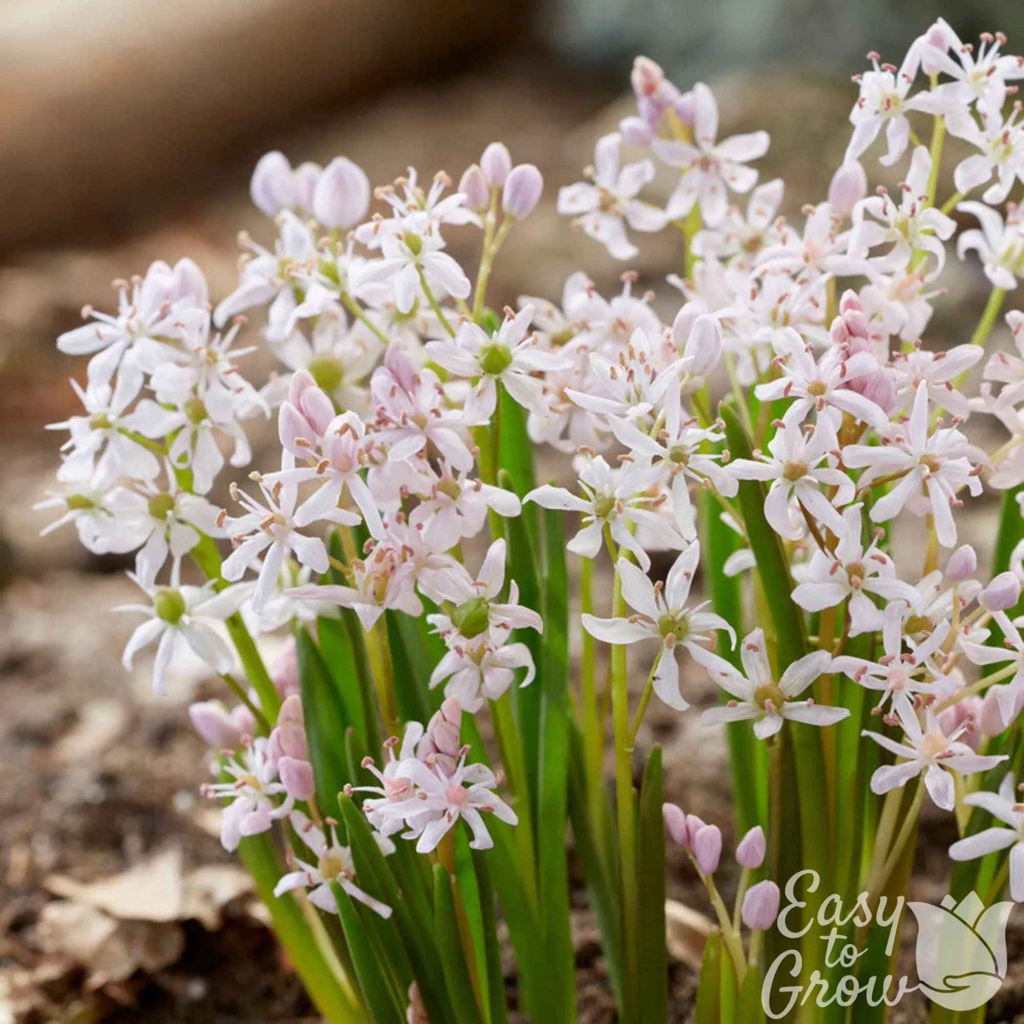 Scilla - Bifolia Rosea Rosy Squill
