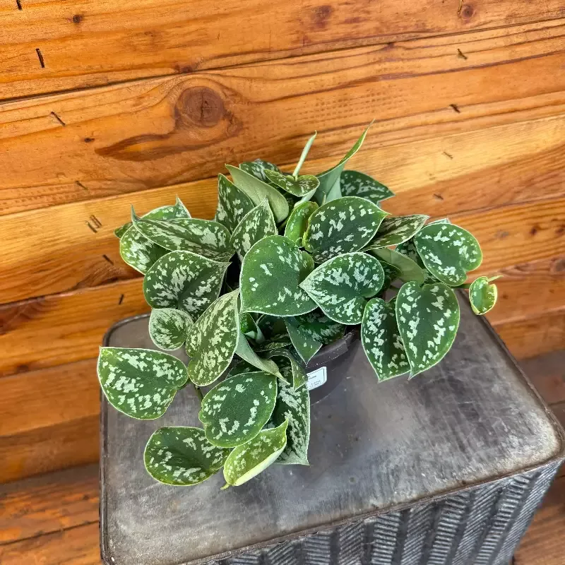 Scindapsus Picta, 6″ Plant