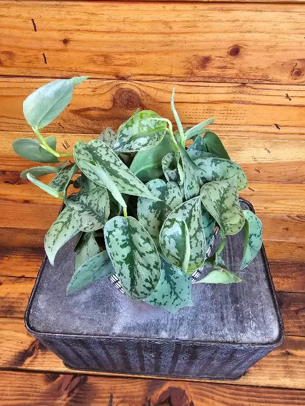 Scindapsus Silver Lady, 6″ Plant