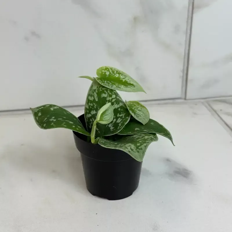 Scindapsus Silvery Anne, 2″ Plant