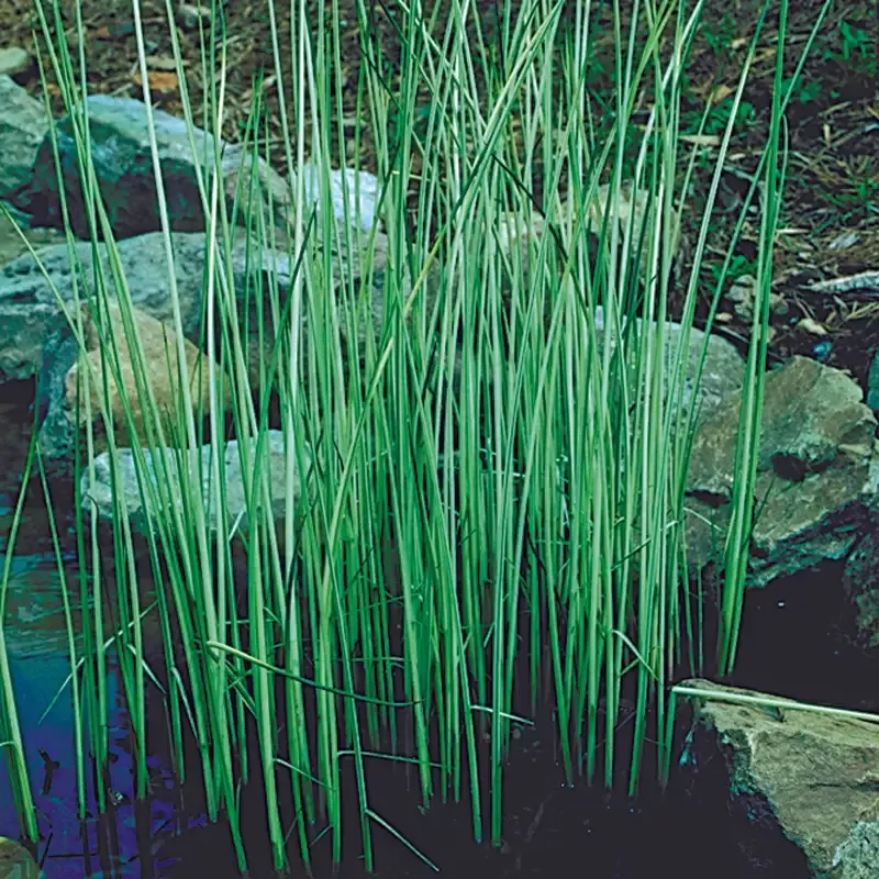 Scirpus ‘Albescens’ (White Rush)