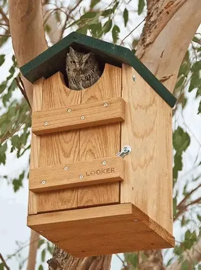 Screech Owl House