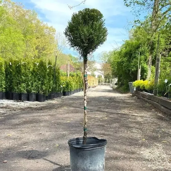 Sea Green Juniper One Ball Topiary