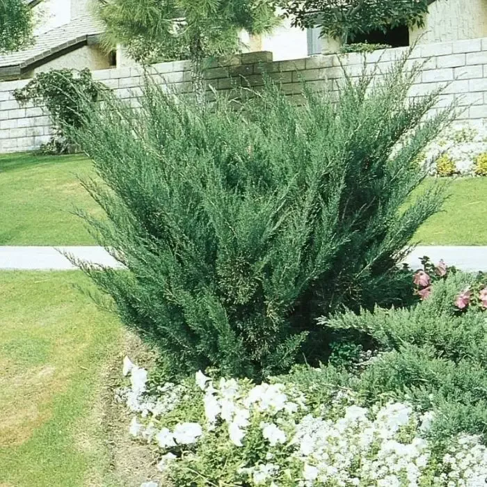 Sea Green Juniper