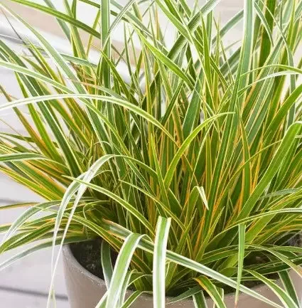 Sedge – EverColor™ Everglow