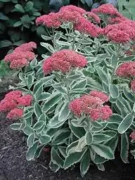 Sedum ‘Autumn Charm’ Stonecrop