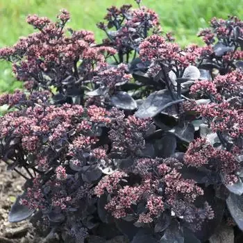 Sedum ‘Back in Black’ Stone Crop