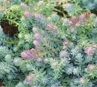 Sedum ‘Blue Moon’ Stonecrop
