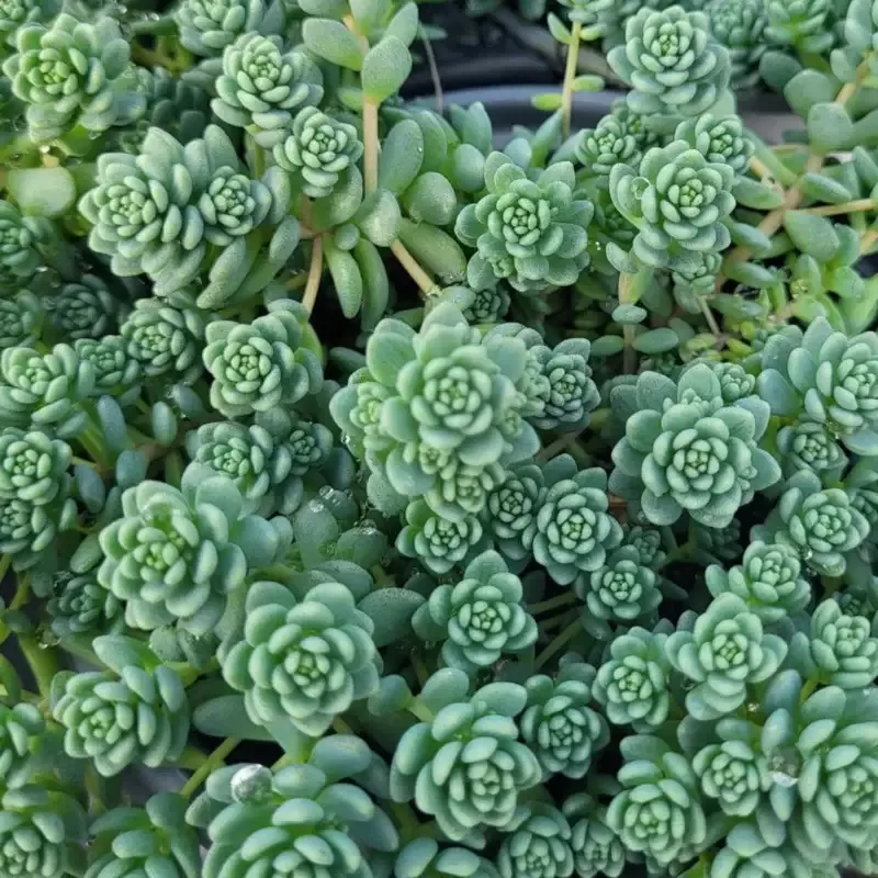 Sedum dasyphyllum ‘Major’ Corsican Stonecrop – [EG]